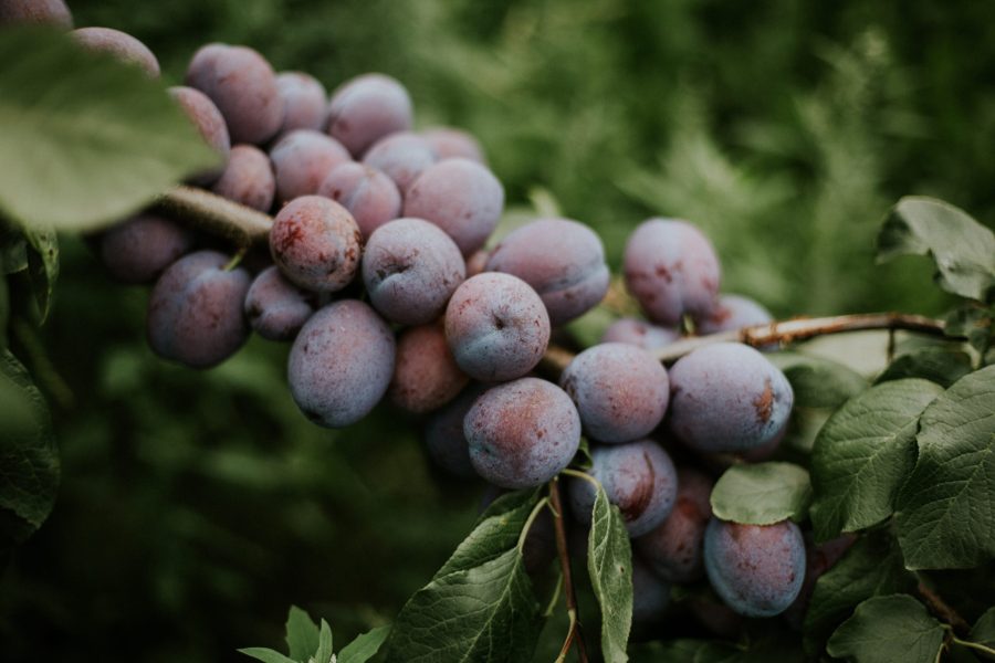 Closeup shot of plums on the branch with a blurred natural background Closeup shot of plums on the branch with a blurred natural background